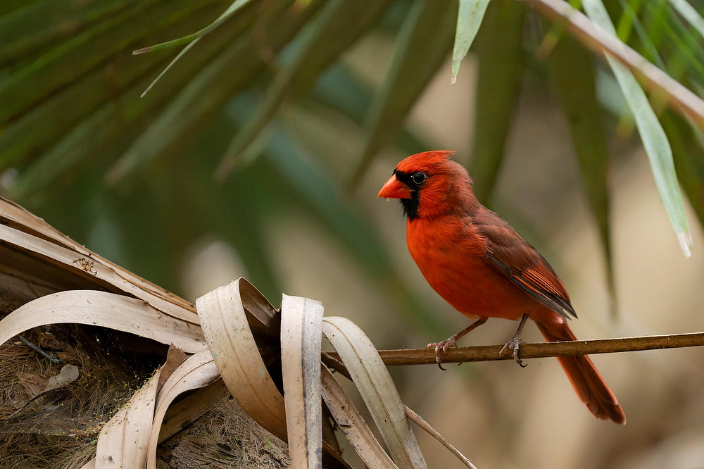 Cardinal 
050424-11 : Critters : Will Dickey Florida Fine Art Nature and Wildlife Photography - Images of Florida's First Coast - Nature and Landscape Photographs of Jacksonville, St. Augustine, Florida nature preserves