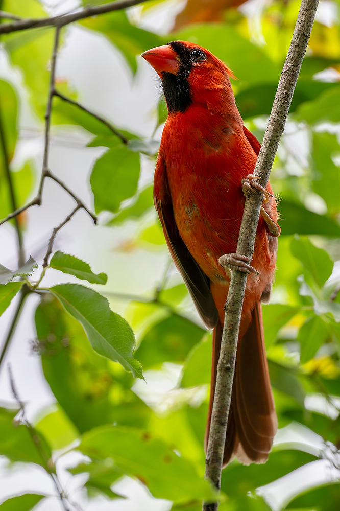 Cardinal
050424-85 : Critters : Will Dickey Florida Fine Art Nature and Wildlife Photography - Images of Florida's First Coast - Nature and Landscape Photographs of Jacksonville, St. Augustine, Florida nature preserves