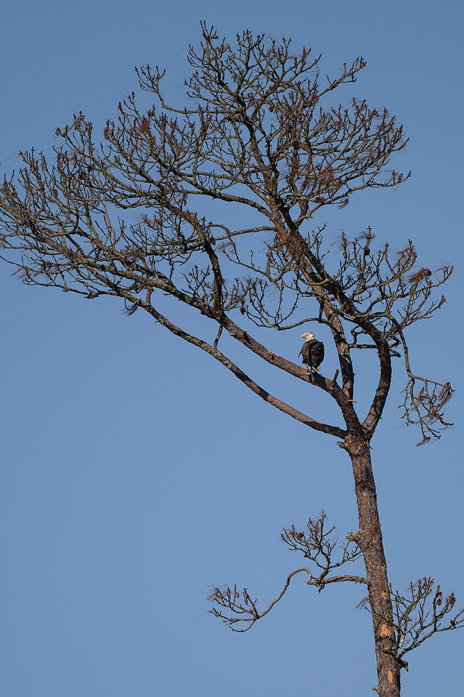 Bald Eagle, Big Talbot Pine 042924-160 : Critters : Will Dickey Florida Fine Art Nature and Wildlife Photography - Images of Florida's First Coast - Nature and Landscape Photographs of Jacksonville, St. Augustine, Florida nature preserves