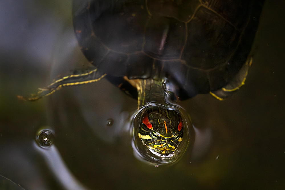 Goodbys Creek Red-eared Slider 051124-66 : Critters : Will Dickey Florida Fine Art Nature and Wildlife Photography - Images of Florida's First Coast - Nature and Landscape Photographs of Jacksonville, St. Augustine, Florida nature preserves