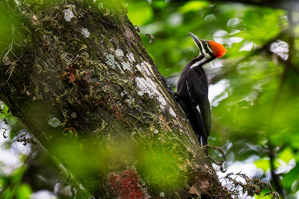 Pileated Woodpecker 
050424-132 : Critters : Will Dickey Florida Fine Art Nature and Wildlife Photography - Images of Florida's First Coast - Nature and Landscape Photographs of Jacksonville, St. Augustine, Florida nature preserves