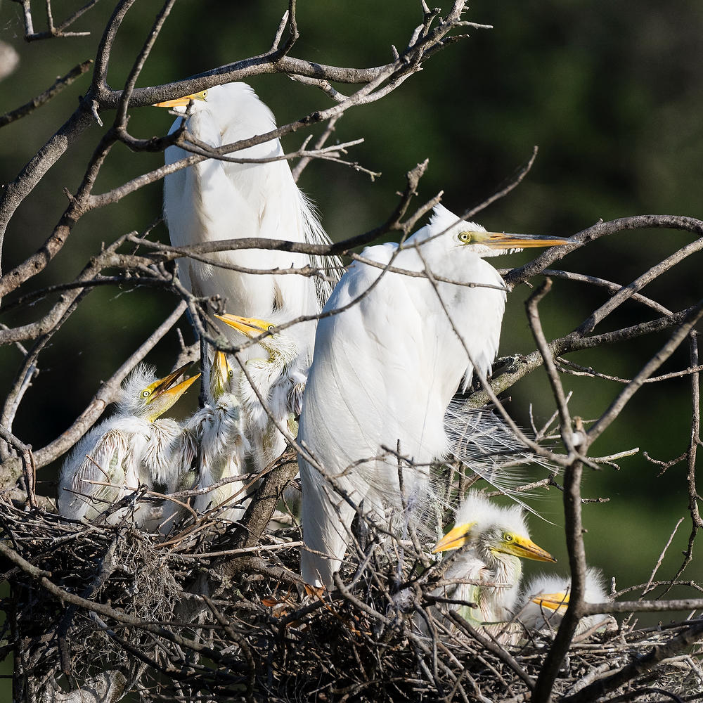 Snowy Egrets Six Chicks 042224-636Sq : Critters : Will Dickey Florida Fine Art Nature and Wildlife Photography - Images of Florida's First Coast - Nature and Landscape Photographs of Jacksonville, St. Augustine, Florida nature preserves