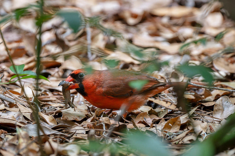 Cardinal with Lizard
050424-431 : Critters : Will Dickey Florida Fine Art Nature and Wildlife Photography - Images of Florida's First Coast - Nature and Landscape Photographs of Jacksonville, St. Augustine, Florida nature preserves