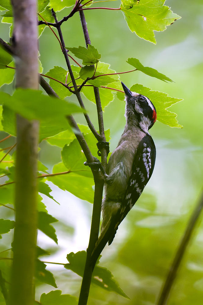 Hairy Woodpecker 
050424-191 : Critters : Will Dickey Florida Fine Art Nature and Wildlife Photography - Images of Florida's First Coast - Nature and Landscape Photographs of Jacksonville, St. Augustine, Florida nature preserves