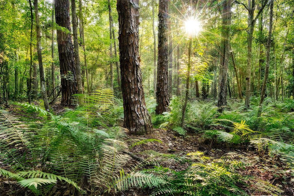 Tillie Fowler Park Pines  053124-69 : Timucuan Preserve  : Will Dickey Florida Fine Art Nature and Wildlife Photography - Images of Florida's First Coast - Nature and Landscape Photographs of Jacksonville, St. Augustine, Florida nature preserves