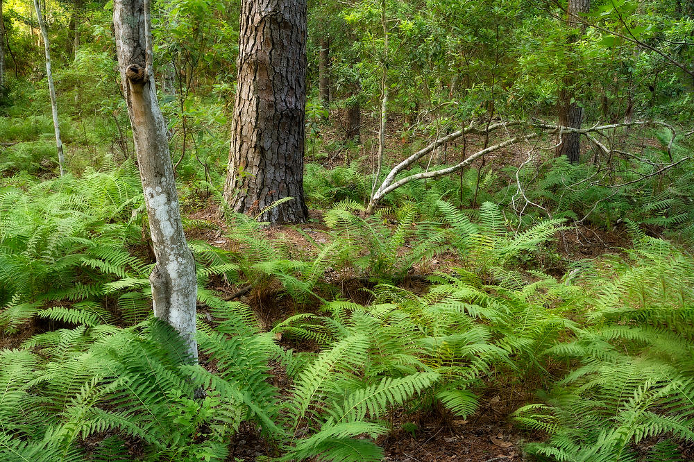 Tillie Fowler Park Ferns and Pine
053124-160 : Timucuan Preserve  : Will Dickey Florida Fine Art Nature and Wildlife Photography - Images of Florida's First Coast - Nature and Landscape Photographs of Jacksonville, St. Augustine, Florida nature preserves