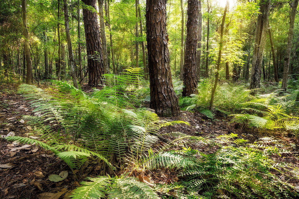 Tillie Fowler Park Pines and Ferns 
053124-53 : Timucuan Preserve  : Will Dickey Florida Fine Art Nature and Wildlife Photography - Images of Florida's First Coast - Nature and Landscape Photographs of Jacksonville, St. Augustine, Florida nature preserves