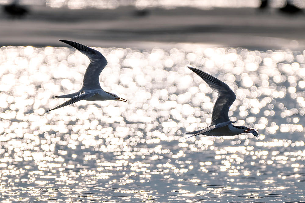 Morning Royal Terns
073124-871 : Critters : Will Dickey Florida Fine Art Nature and Wildlife Photography - Images of Florida's First Coast - Nature and Landscape Photographs of Jacksonville, St. Augustine, Florida nature preserves