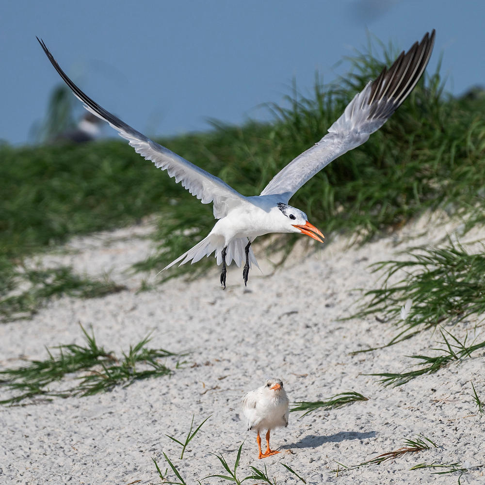 Royal Tern and Juvenile 073124-1392SQ : Critters : Will Dickey Florida Fine Art Nature and Wildlife Photography - Images of Florida's First Coast - Nature and Landscape Photographs of Jacksonville, St. Augustine, Florida nature preserves