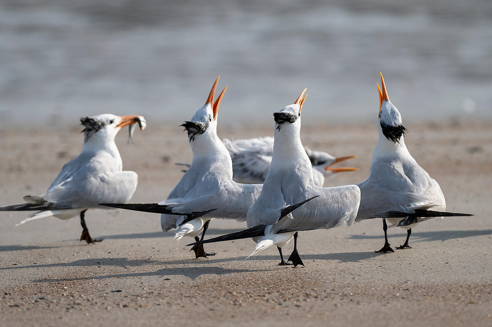 Royal Tern Chorus       073124-1400 : Critters : Will Dickey Florida Fine Art Nature and Wildlife Photography - Images of Florida's First Coast - Nature and Landscape Photographs of Jacksonville, St. Augustine, Florida nature preserves