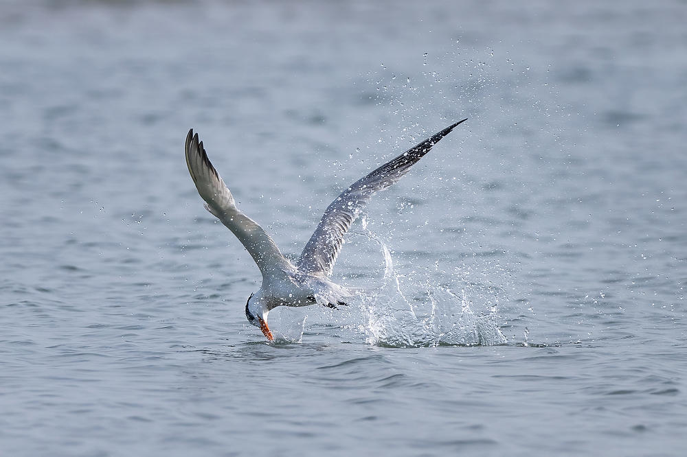 Royal Tern Dip 
073124-1260 : Critters : Will Dickey Florida Fine Art Nature and Wildlife Photography - Images of Florida's First Coast - Nature and Landscape Photographs of Jacksonville, St. Augustine, Florida nature preserves