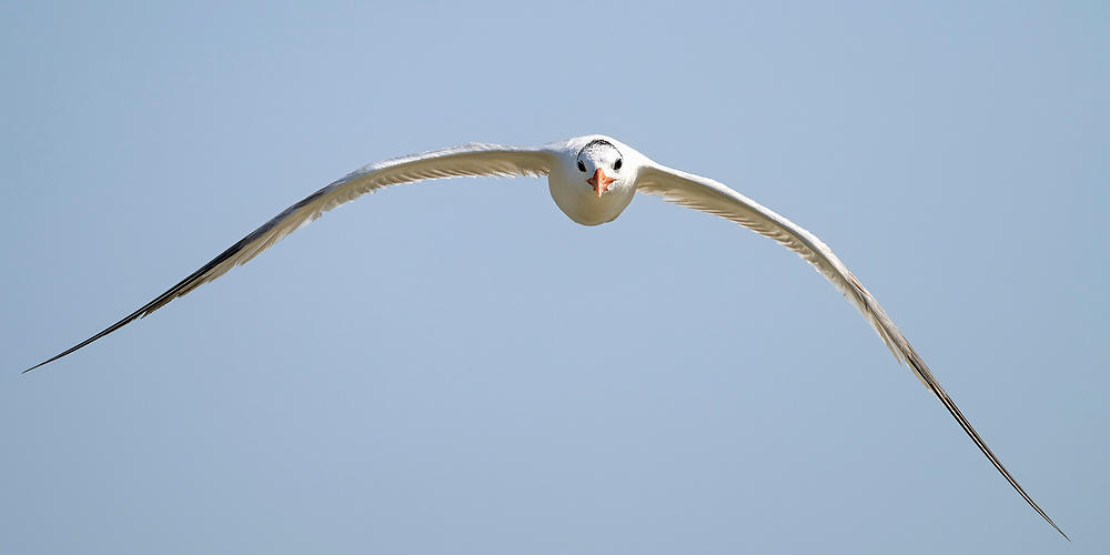 Royal Tern in Flight 
073124-2217P : Critters : Will Dickey Florida Fine Art Nature and Wildlife Photography - Images of Florida's First Coast - Nature and Landscape Photographs of Jacksonville, St. Augustine, Florida nature preserves