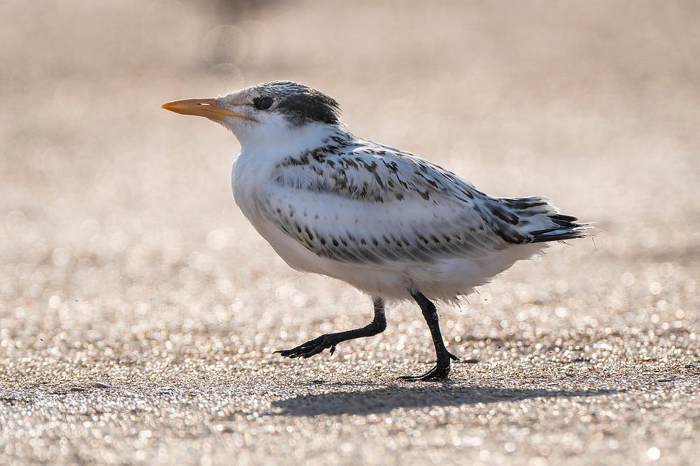 Royal Tern Juvenile.    073124-1140 : Critters : Will Dickey Florida Fine Art Nature and Wildlife Photography - Images of Florida's First Coast - Nature and Landscape Photographs of Jacksonville, St. Augustine, Florida nature preserves