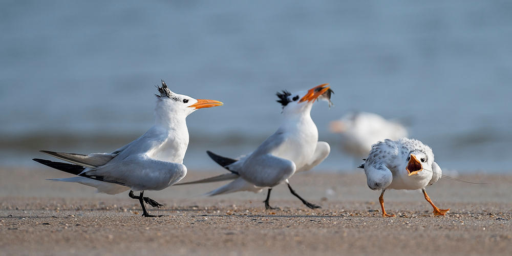 Royal Terns with Chick 073124-712P : Critters : Will Dickey Florida Fine Art Nature and Wildlife Photography - Images of Florida's First Coast - Nature and Landscape Photographs of Jacksonville, St. Augustine, Florida nature preserves