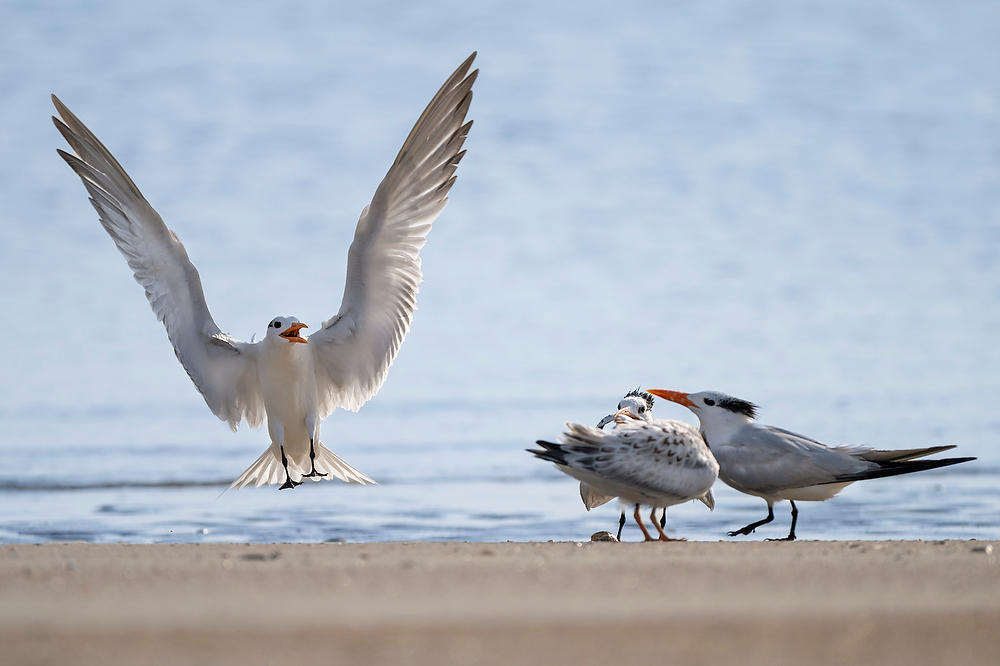 Royal Terns 
073124-998 : Critters : Will Dickey Florida Fine Art Nature and Wildlife Photography - Images of Florida's First Coast - Nature and Landscape Photographs of Jacksonville, St. Augustine, Florida nature preserves