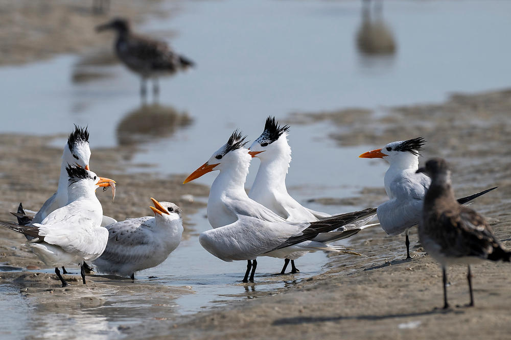 Royal Terns and Chick 073124-1850 : Critters : Will Dickey Florida Fine Art Nature and Wildlife Photography - Images of Florida's First Coast - Nature and Landscape Photographs of Jacksonville, St. Augustine, Florida nature preserves