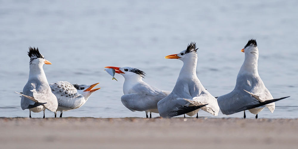 Royal Terns Feeding 
073124-781P : Critters : Will Dickey Florida Fine Art Nature and Wildlife Photography - Images of Florida's First Coast - Nature and Landscape Photographs of Jacksonville, St. Augustine, Florida nature preserves