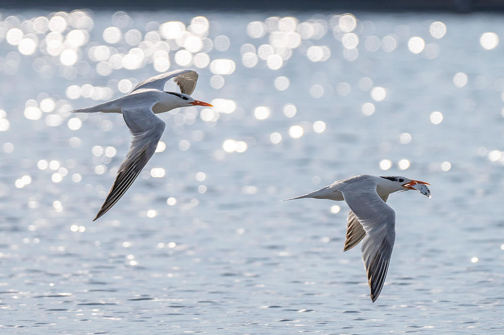 Royal Terns Flying 
073124-875 : Critters : Will Dickey Florida Fine Art Nature and Wildlife Photography - Images of Florida's First Coast - Nature and Landscape Photographs of Jacksonville, St. Augustine, Florida nature preserves