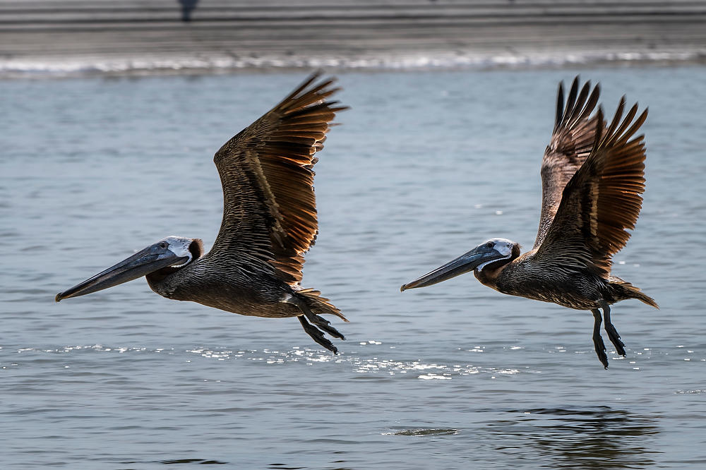 Pelican Takeoff 
073124-2254 : Critters : Will Dickey Florida Fine Art Nature and Wildlife Photography - Images of Florida's First Coast - Nature and Landscape Photographs of Jacksonville, St. Augustine, Florida nature preserves
