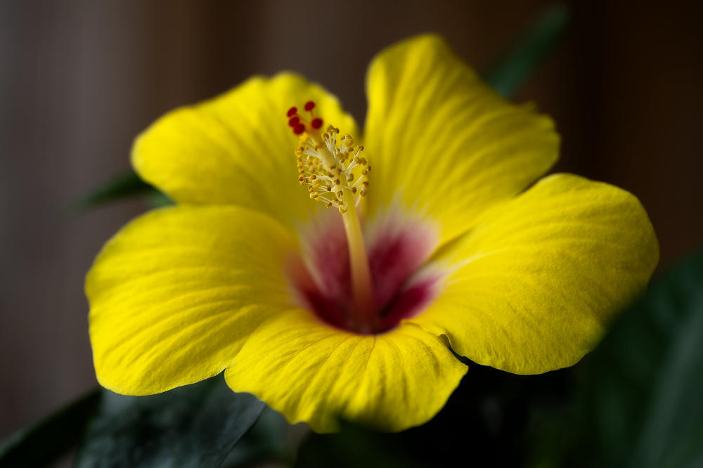 St. Simon Island Hibiscus 
071824-146 : Blooms : Will Dickey Florida Fine Art Nature and Wildlife Photography - Images of Florida's First Coast - Nature and Landscape Photographs of Jacksonville, St. Augustine, Florida nature preserves
