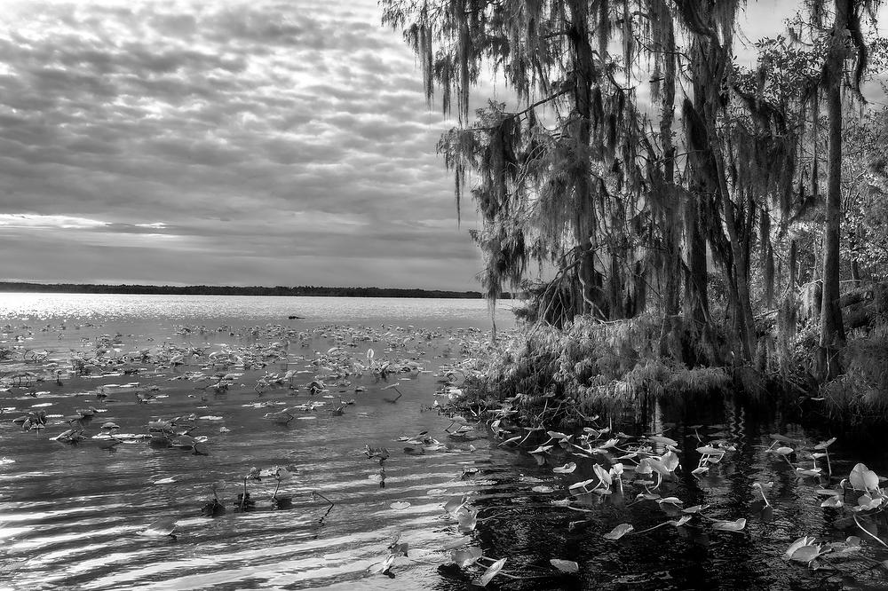 Ocklawaha River Mouth 102022-271BW : Black and White : Will Dickey Florida Fine Art Nature and Wildlife Photography - Images of Florida's First Coast - Nature and Landscape Photographs of Jacksonville, St. Augustine, Florida nature preserves