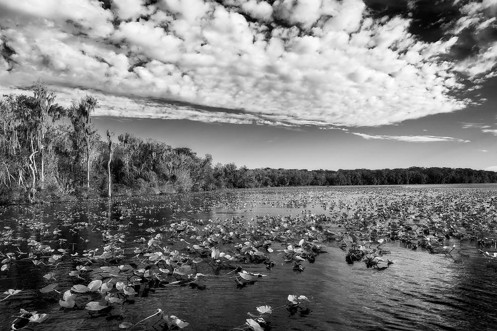 Ocklawaha River Mouth 102022-300BW : Black and White : Will Dickey Florida Fine Art Nature and Wildlife Photography - Images of Florida's First Coast - Nature and Landscape Photographs of Jacksonville, St. Augustine, Florida nature preserves