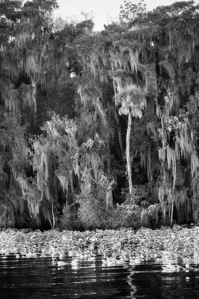 Ocklawaha River Palm 101922-624BW : Black and White : Will Dickey Florida Fine Art Nature and Wildlife Photography - Images of Florida's First Coast - Nature and Landscape Photographs of Jacksonville, St. Augustine, Florida nature preserves