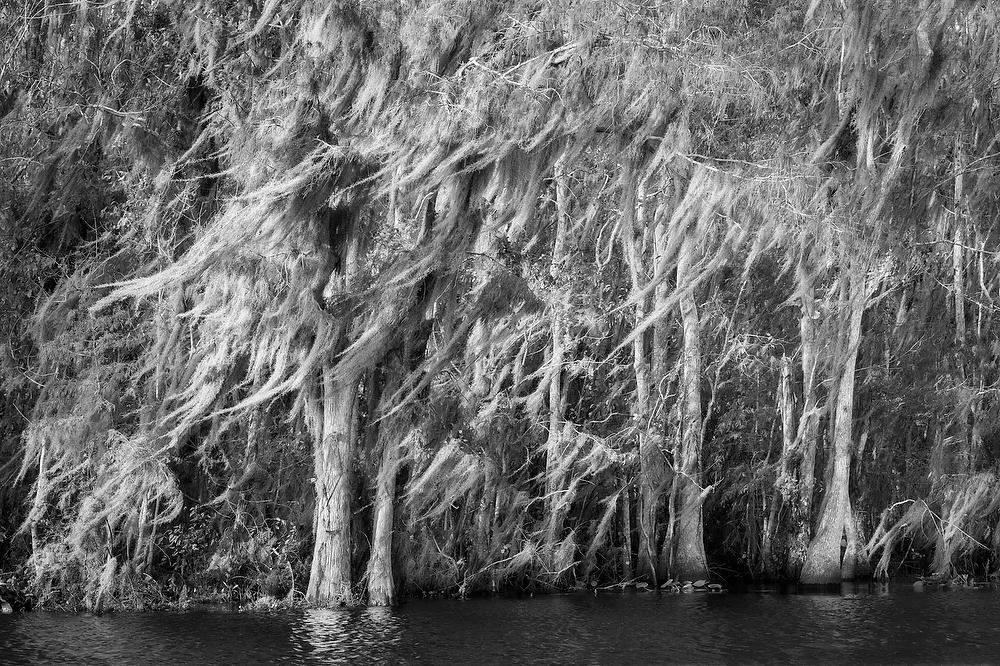 Ocklawaha River Windy Moss 101922-394BW : Black and White : Will Dickey Florida Fine Art Nature and Wildlife Photography - Images of Florida's First Coast - Nature and Landscape Photographs of Jacksonville, St. Augustine, Florida nature preserves