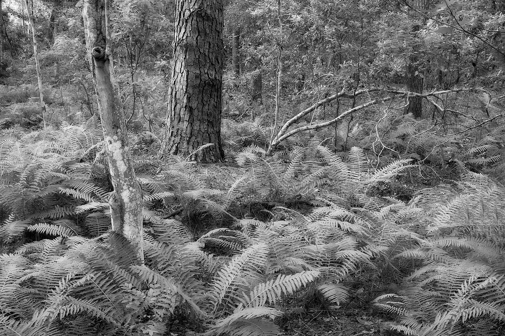 Tillie Fowler Park Pine 053124-160BW : Black and White : Will Dickey Florida Fine Art Nature and Wildlife Photography - Images of Florida's First Coast - Nature and Landscape Photographs of Jacksonville, St. Augustine, Florida nature preserves
