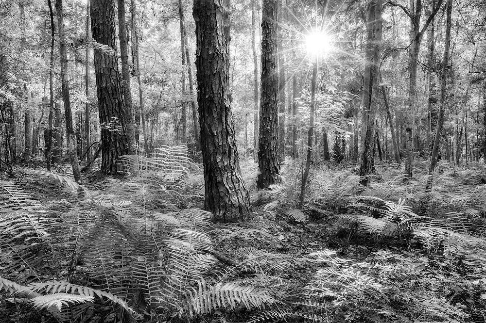Tillie Fowler Park Pines 
053124-69BW : Black and White : Will Dickey Florida Fine Art Nature and Wildlife Photography - Images of Florida's First Coast - Nature and Landscape Photographs of Jacksonville, St. Augustine, Florida nature preserves