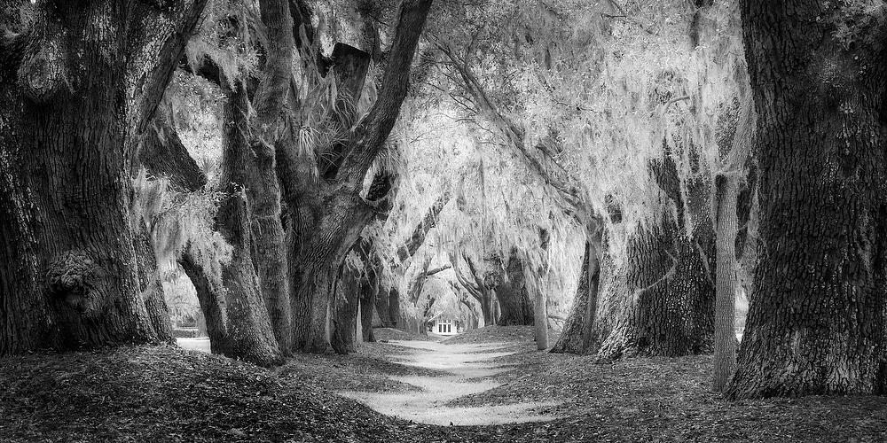 St. Simons Island Avenue 
of the Oaks 
030224-20PBW : Black and White : Will Dickey Florida Fine Art Nature and Wildlife Photography - Images of Florida's First Coast - Nature and Landscape Photographs of Jacksonville, St. Augustine, Florida nature preserves