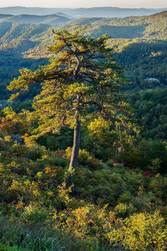 Bacon Hollow Pine 
101924-77 : Shenandoah : Will Dickey Florida Fine Art Nature and Wildlife Photography - Images of Florida's First Coast - Nature and Landscape Photographs of Jacksonville, St. Augustine, Florida nature preserves