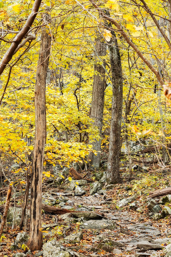 Hightop Summit Trail 
101924-149 : Shenandoah : Will Dickey Florida Fine Art Nature and Wildlife Photography - Images of Florida's First Coast - Nature and Landscape Photographs of Jacksonville, St. Augustine, Florida nature preserves