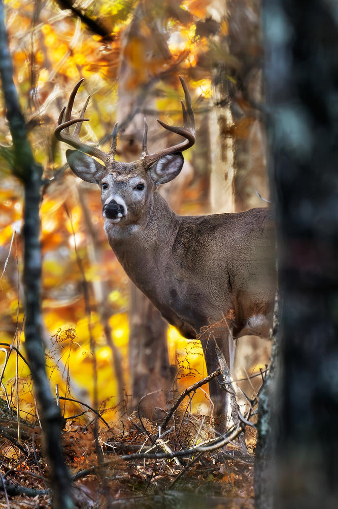 Shenandoah Buck 
101924-231 : Shenandoah : Will Dickey Florida Fine Art Nature and Wildlife Photography - Images of Florida's First Coast - Nature and Landscape Photographs of Jacksonville, St. Augustine, Florida nature preserves