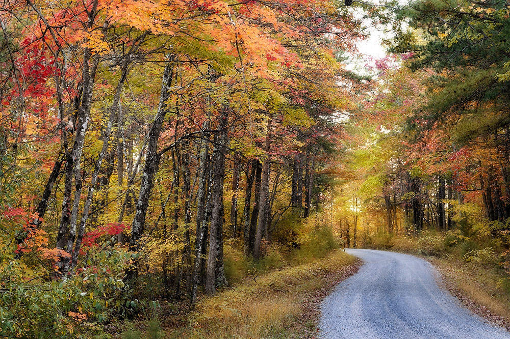 Cub Run Road
101824-61 : Shenandoah : Will Dickey Florida Fine Art Nature and Wildlife Photography - Images of Florida's First Coast - Nature and Landscape Photographs of Jacksonville, St. Augustine, Florida nature preserves