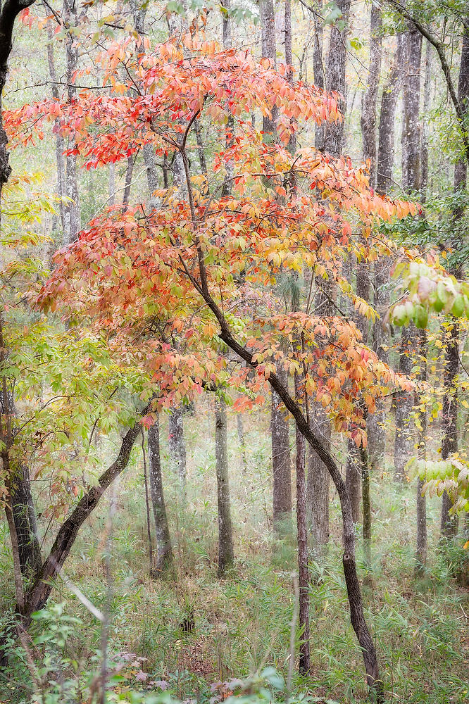 Alabama Colors 
112824-72 : Waterways and Woods  : Will Dickey Florida Fine Art Nature and Wildlife Photography - Images of Florida's First Coast - Nature and Landscape Photographs of Jacksonville, St. Augustine, Florida nature preserves