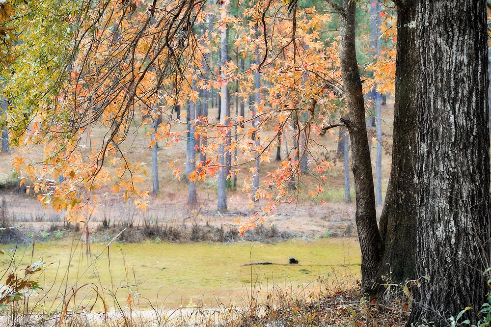 Alabama Fall Colors
112824-192 : Waterways and Woods  : Will Dickey Florida Fine Art Nature and Wildlife Photography - Images of Florida's First Coast - Nature and Landscape Photographs of Jacksonville, St. Augustine, Florida nature preserves
