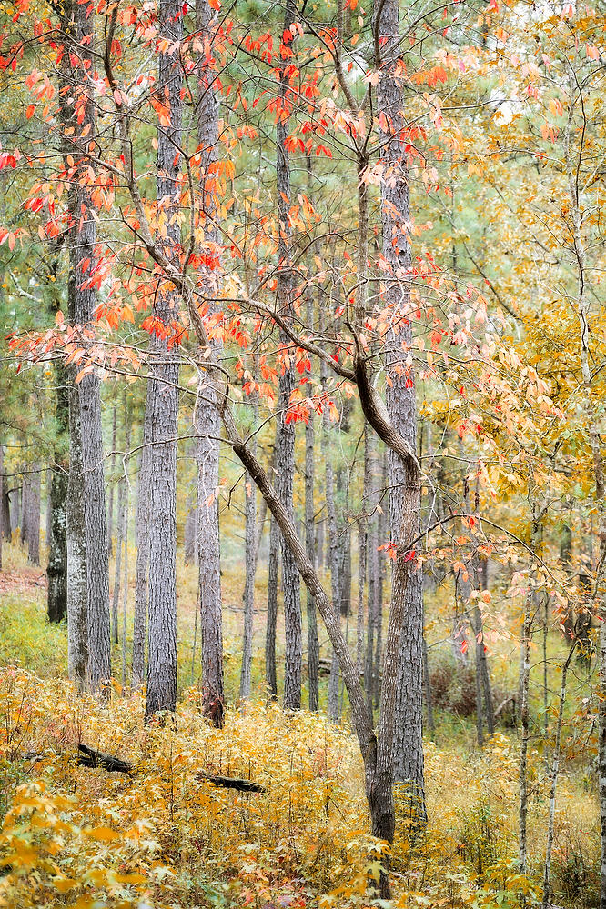 Alabama Fall Colors 
112824-101 : Waterways and Woods  : Will Dickey Florida Fine Art Nature and Wildlife Photography - Images of Florida's First Coast - Nature and Landscape Photographs of Jacksonville, St. Augustine, Florida nature preserves