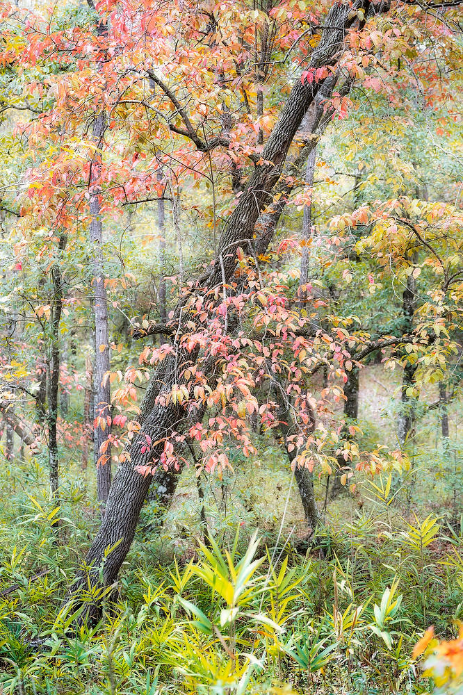 Alabama Fall Colors
112824-131 : Waterways and Woods  : Will Dickey Florida Fine Art Nature and Wildlife Photography - Images of Florida's First Coast - Nature and Landscape Photographs of Jacksonville, St. Augustine, Florida nature preserves