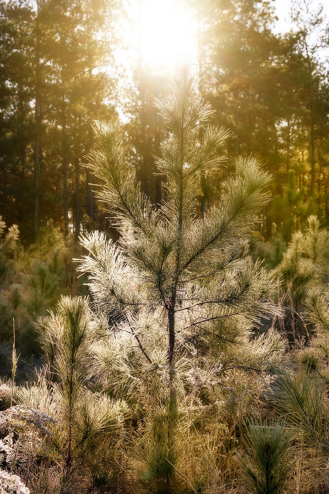 Frosty Camp Pines
112924-271 : Waterways and Woods  : Will Dickey Florida Fine Art Nature and Wildlife Photography - Images of Florida's First Coast - Nature and Landscape Photographs of Jacksonville, St. Augustine, Florida nature preserves