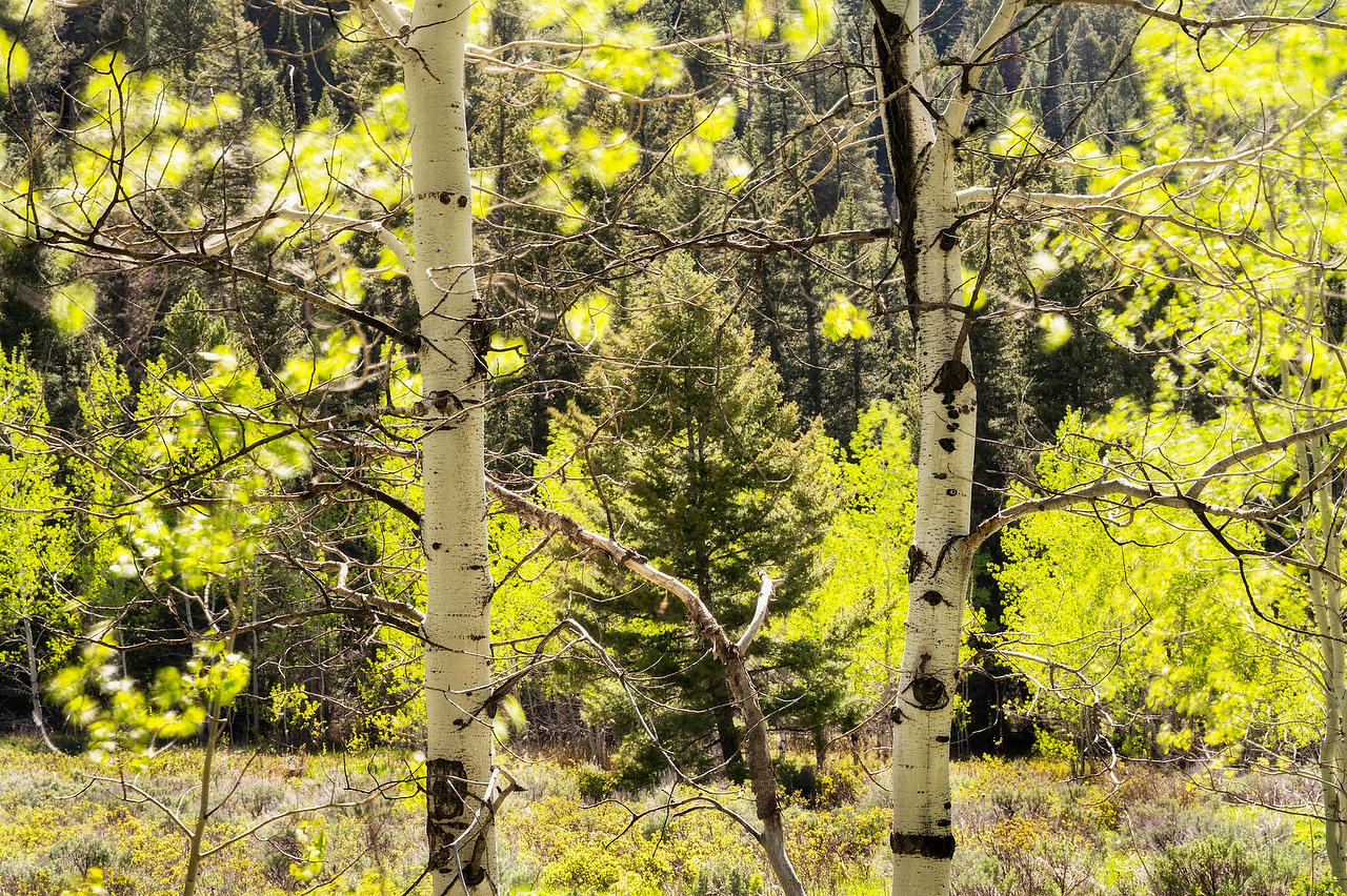 Quaking Aspens 
052425-411 : Wyoming : Will Dickey Florida Fine Art Nature and Wildlife Photography - Images of Florida's First Coast - Nature and Landscape Photographs of Jacksonville, St. Augustine, Florida nature preserves