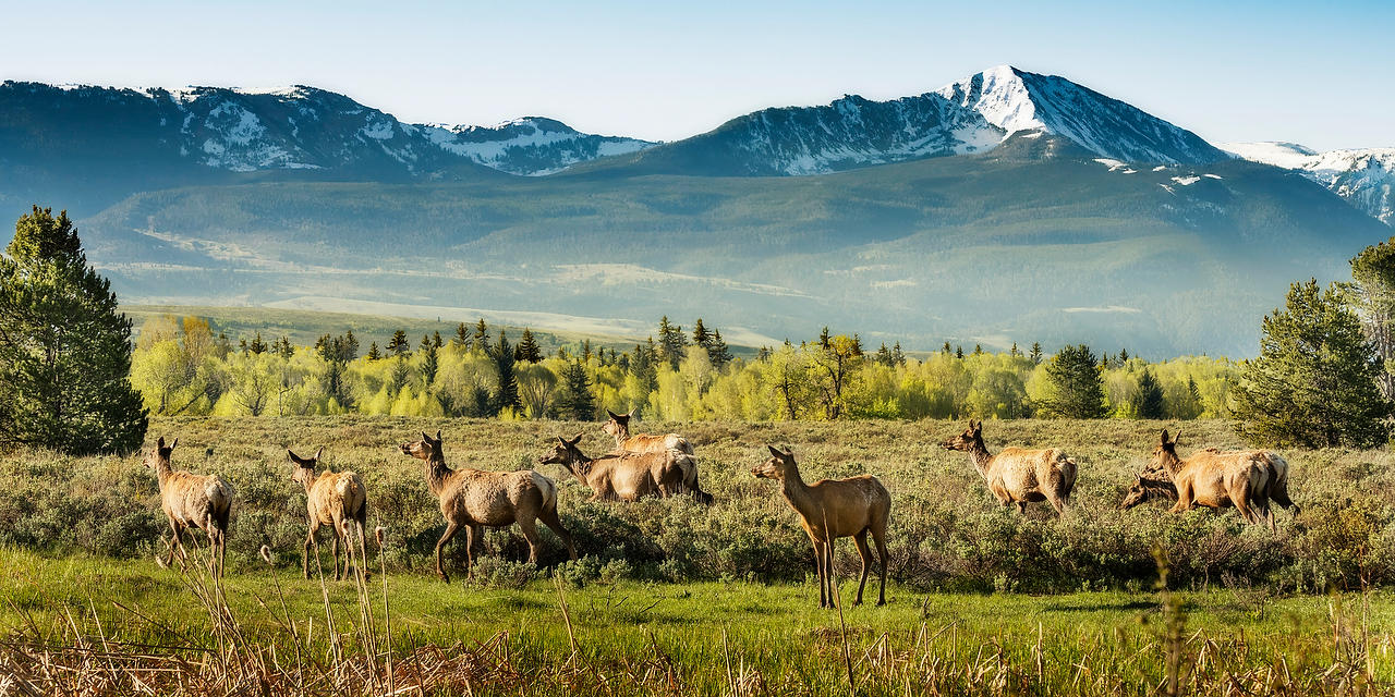 Tetons Elk 
052525-272P : Wyoming : Will Dickey Florida Fine Art Nature and Wildlife Photography - Images of Florida's First Coast - Nature and Landscape Photographs of Jacksonville, St. Augustine, Florida nature preserves