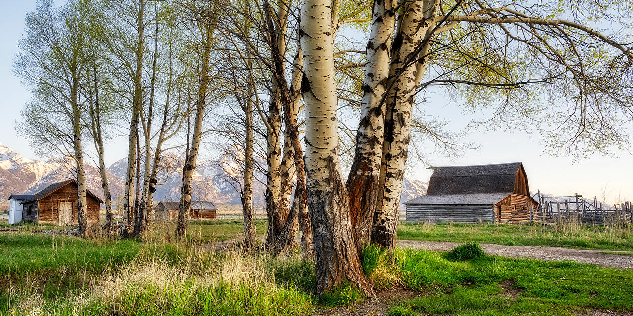 Tetons Mormon Row Aspens 052525-113P : Wyoming : Will Dickey Florida Fine Art Nature and Wildlife Photography - Images of Florida's First Coast - Nature and Landscape Photographs of Jacksonville, St. Augustine, Florida nature preserves