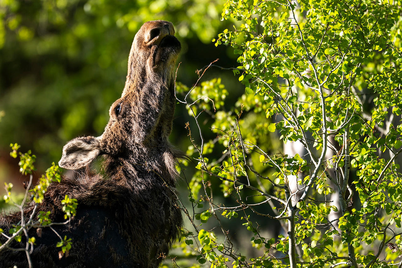 Wyoming Moose 
052525-411 : Wyoming : Will Dickey Florida Fine Art Nature and Wildlife Photography - Images of Florida's First Coast - Nature and Landscape Photographs of Jacksonville, St. Augustine, Florida nature preserves