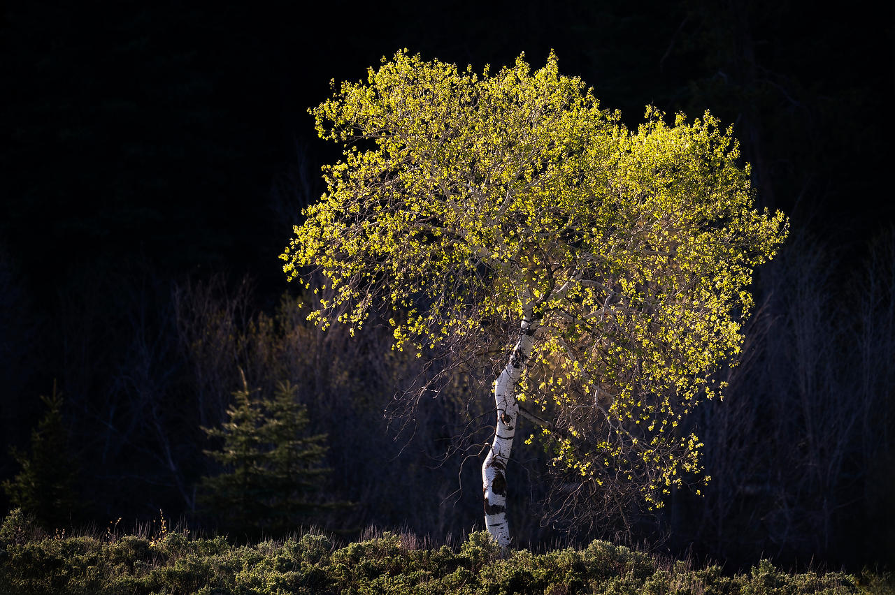 Young Aspen 
052525-164 : Wyoming : Will Dickey Florida Fine Art Nature and Wildlife Photography - Images of Florida's First Coast - Nature and Landscape Photographs of Jacksonville, St. Augustine, Florida nature preserves