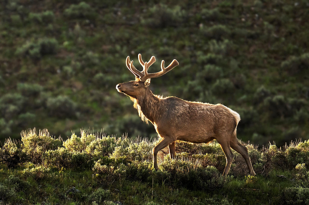 Snake River Elk 
052625-470 : Wyoming : Will Dickey Florida Fine Art Nature and Wildlife Photography - Images of Florida's First Coast - Nature and Landscape Photographs of Jacksonville, St. Augustine, Florida nature preserves