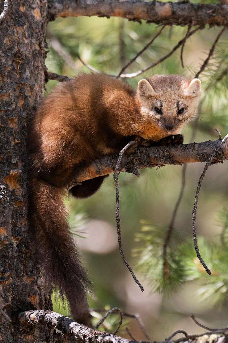 Pine Marten 
052525-503 : Wyoming : Will Dickey Florida Fine Art Nature and Wildlife Photography - Images of Florida's First Coast - Nature and Landscape Photographs of Jacksonville, St. Augustine, Florida nature preserves