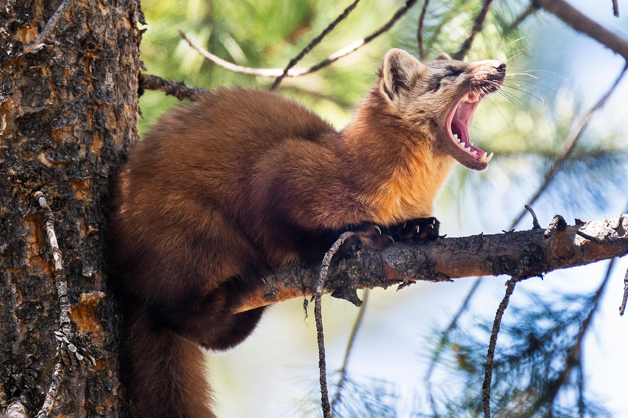 Pine Marten Yawn 
052525-545 : Wyoming : Will Dickey Florida Fine Art Nature and Wildlife Photography - Images of Florida's First Coast - Nature and Landscape Photographs of Jacksonville, St. Augustine, Florida nature preserves