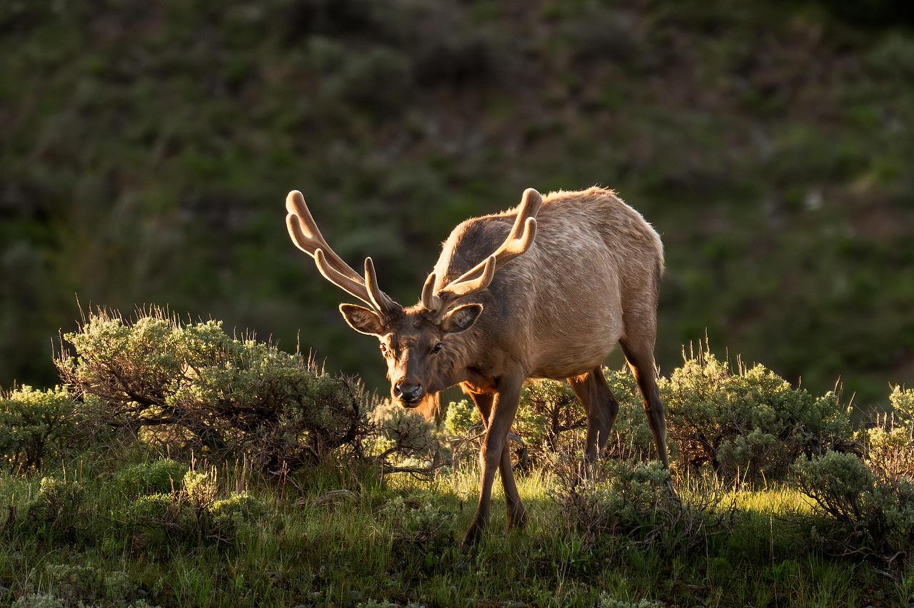 Snake River Elk 
052625-178 : Wyoming : Will Dickey Florida Fine Art Nature and Wildlife Photography - Images of Florida's First Coast - Nature and Landscape Photographs of Jacksonville, St. Augustine, Florida nature preserves