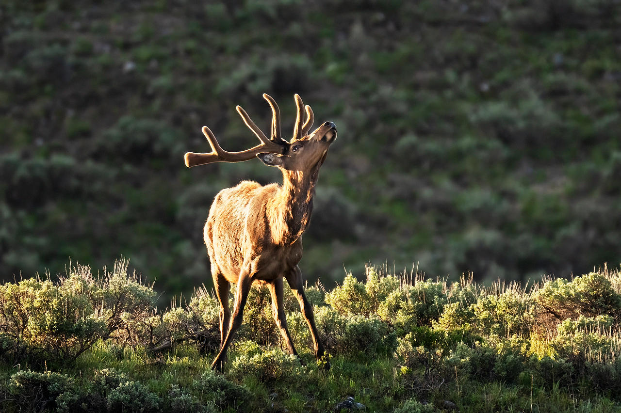 Snake River Elk 
052625-512 : Wyoming : Will Dickey Florida Fine Art Nature and Wildlife Photography - Images of Florida's First Coast - Nature and Landscape Photographs of Jacksonville, St. Augustine, Florida nature preserves